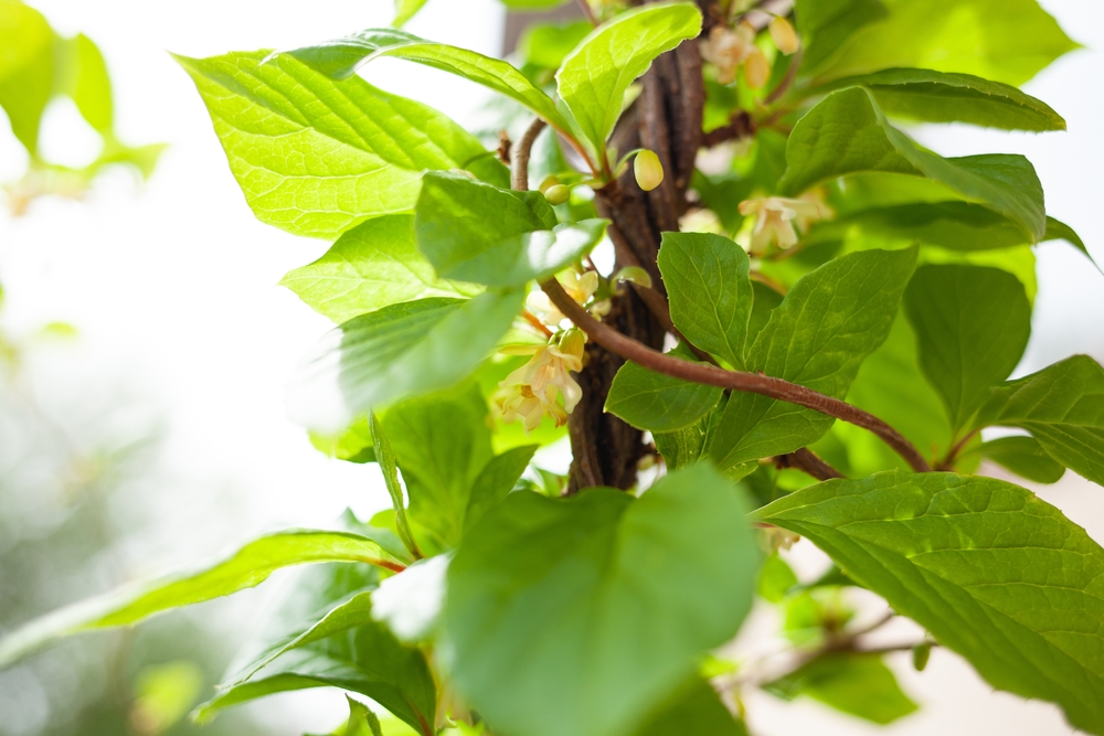 Schisandra chinensis. Lemongrass vines with young green leaves. Schisandra is used in pharmacology, contains essential oils used in cooking and perfumery and has tonic properties.