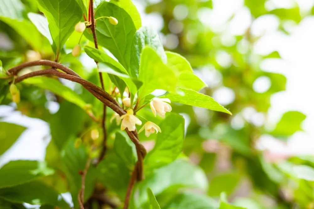 Schisandra chinensis. Lemongrass vines with young green leaves. Schisandra is used in pharmacology, contains essential oils used in cooking and perfumery and has tonic properties.