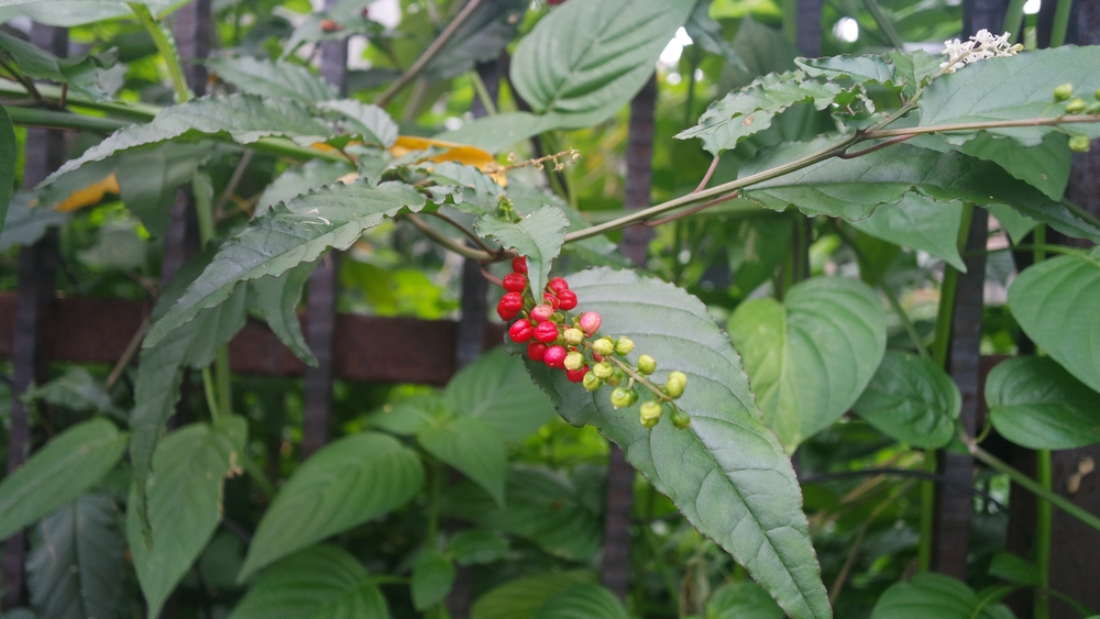 Chinese Magnolia vine, Schisandra chinensis. Branch berries lemongrass. Growth in the wild brush. The concept of toning plants.