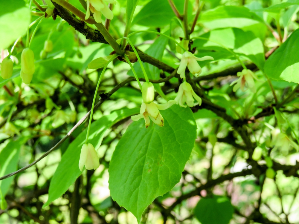 Schisandra chinensis - flowers close up