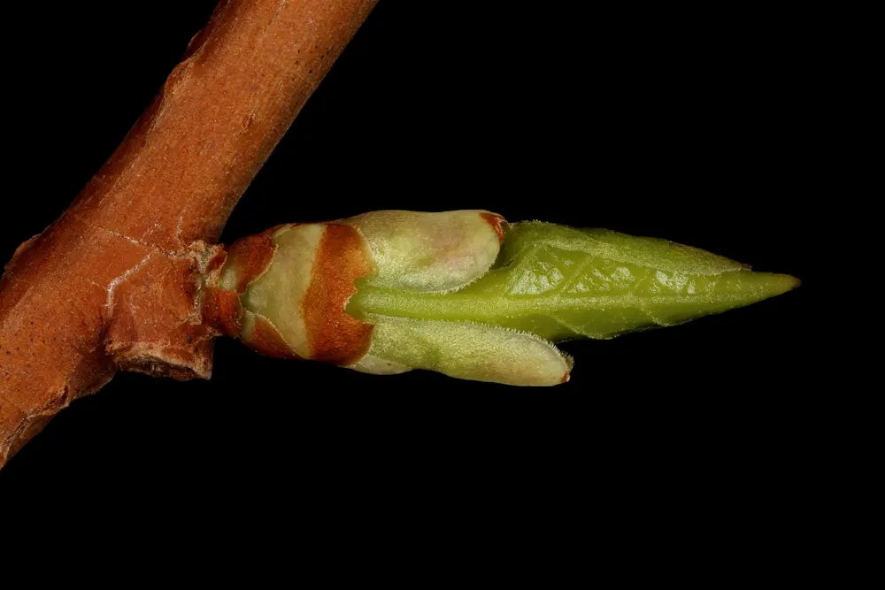 Magnolia Vine (Schisandra chinensis). Opening Lateral Leaf Bud Closeup