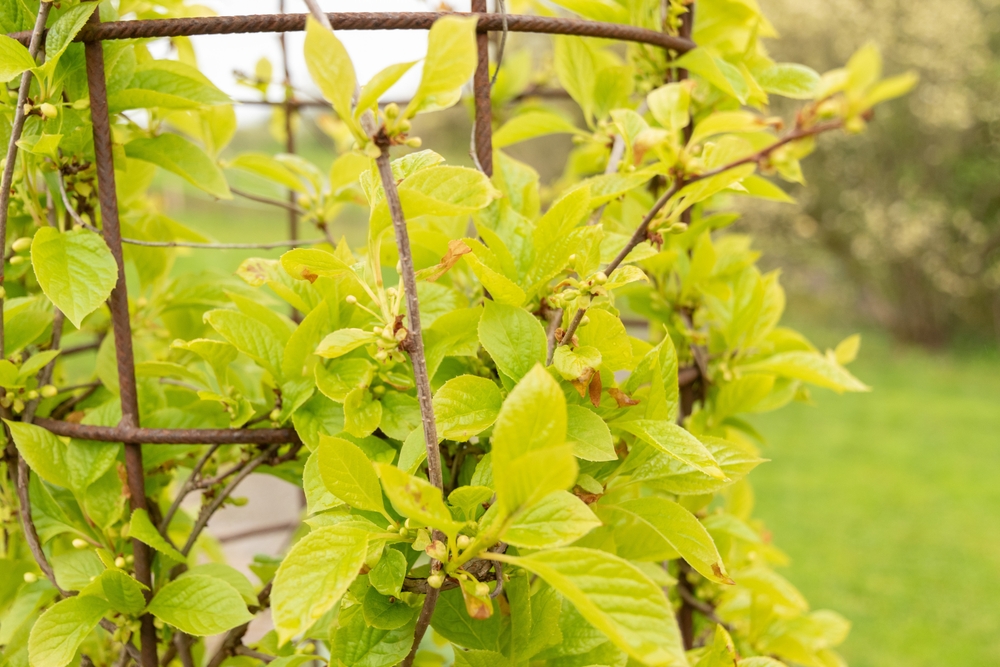 Zurich, Switzerland, April 20, 2023 Schisandra Chinensis or chinese magnolia vine at the botanical garden