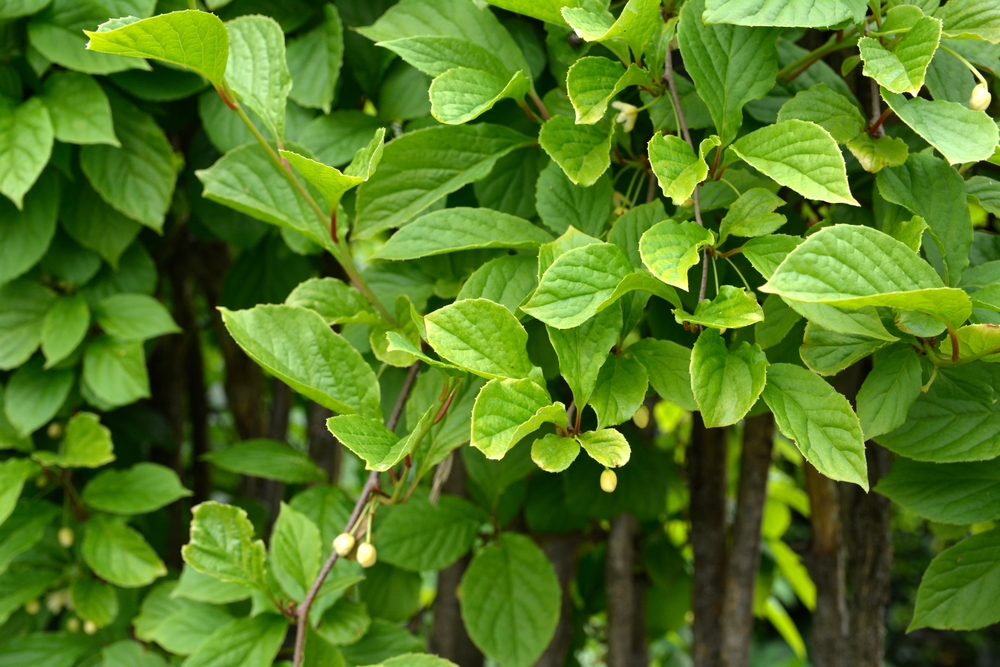 Flowers of Schisandra Chinese. Spring flowering plants.Flowers of schisandra chinensis or five-flavor berry on a branch.