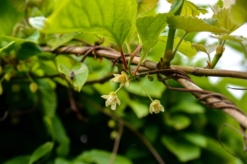 Flowers of Schisandra Chinese. Spring flowering plants.Flowers of schisandra chinensis or five-flavor berry on a branch.