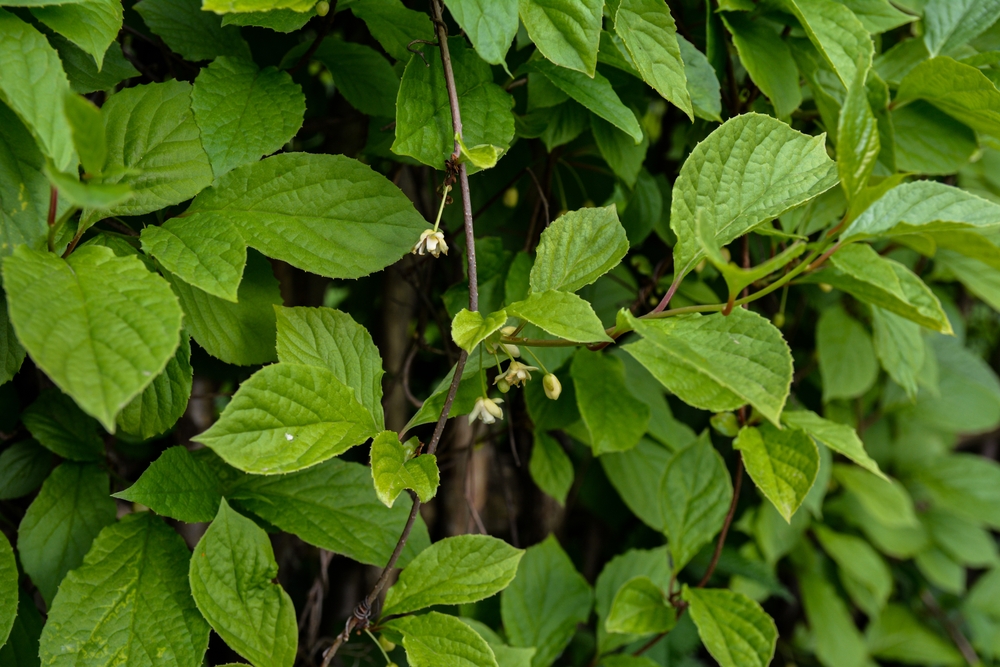 Flowers of Schisandra Chinese. Spring flowering plants.Flowers of schisandra chinensis or five-flavor berry on a branch.