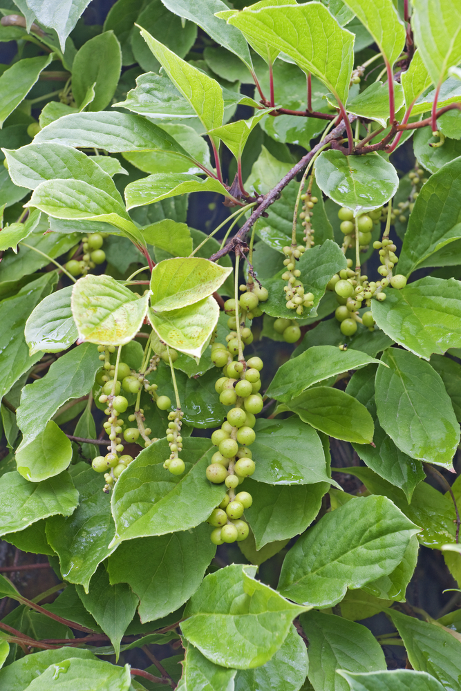 Chinese schisandra (Schisandra chinensis)