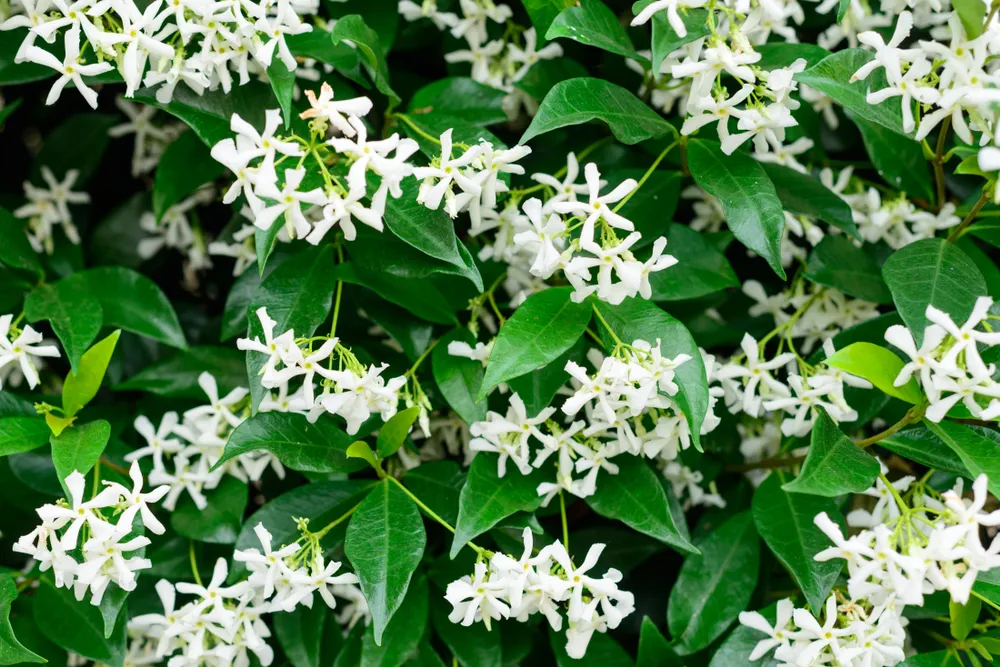Wall of Chinese star jasmine flowers (Trachelospermum jasminoides) in bloom.