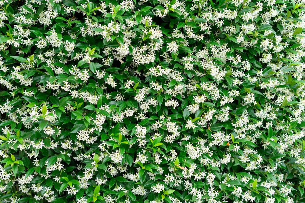 Wall of Chinese star jasmine flowers (Trachelospermum jasminoides) in bloom.