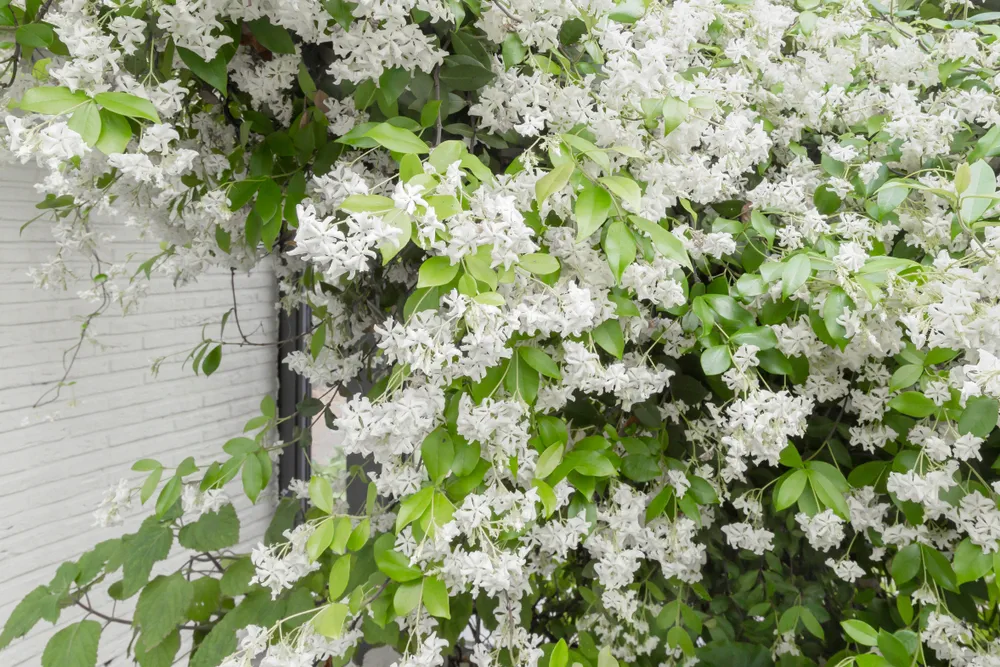 Overwhelming beautiful white Tuscan Jasmine