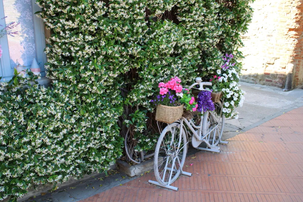 Wall full of jasmine flowers and a flower adorned bicycle in the Tuscan city, Province of Florence.