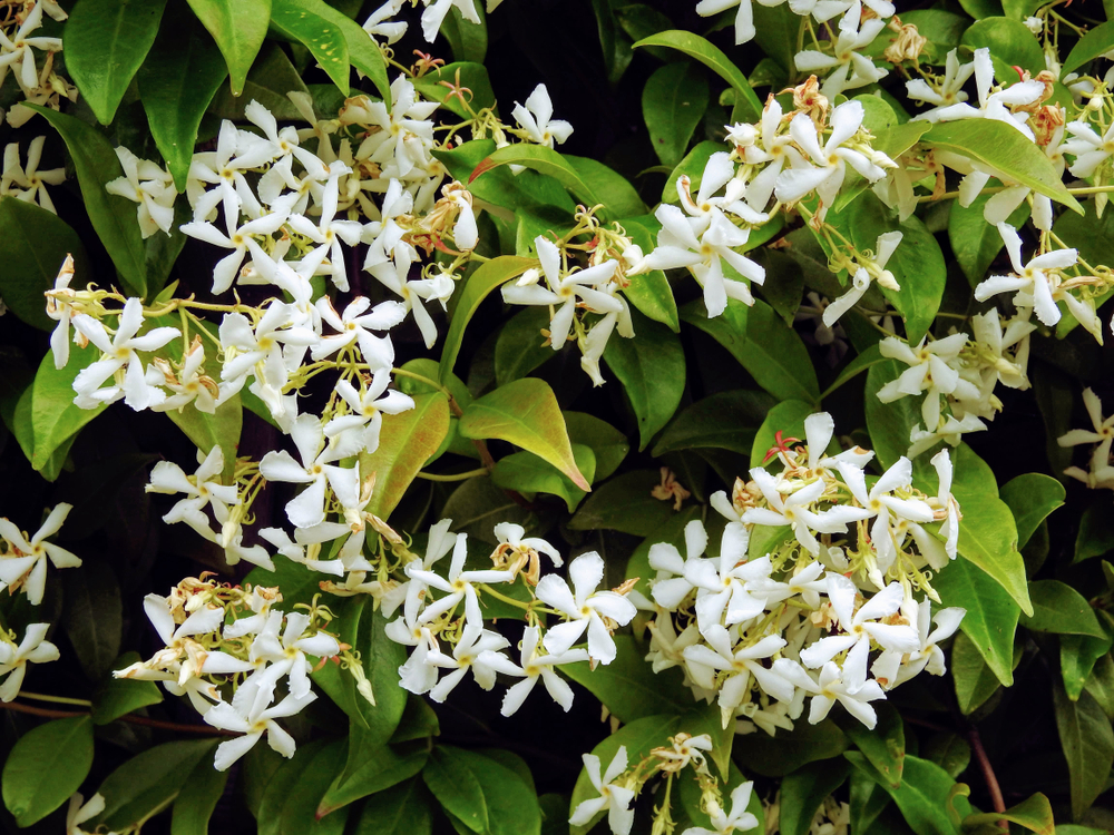 Sweetly scented white flowers of star jasmine or false jasmine climbing vine (Trachelospermum jasminoides , Confederate jasmine, Southern jasmine)