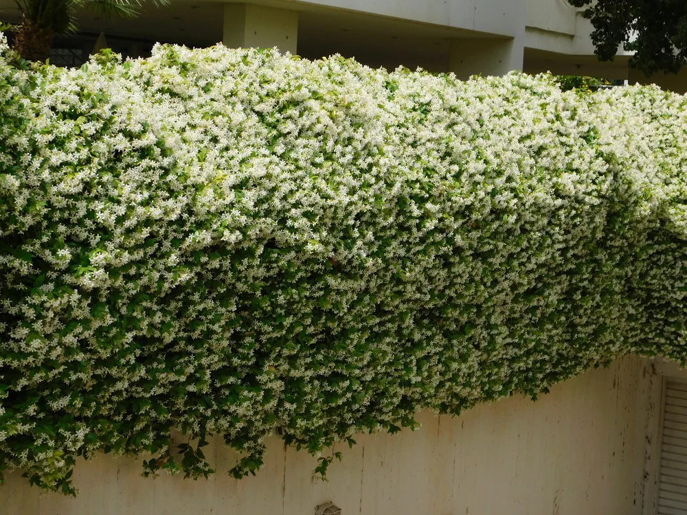 Southern or star jasmine, or Rhynchospermum jasminoides, in full bloom, covering a wall