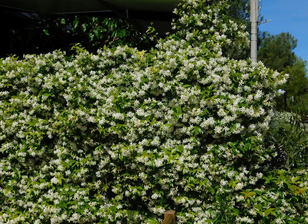 Blossoming star jasmine, or Rhynchospermum jasminoides, hedge
