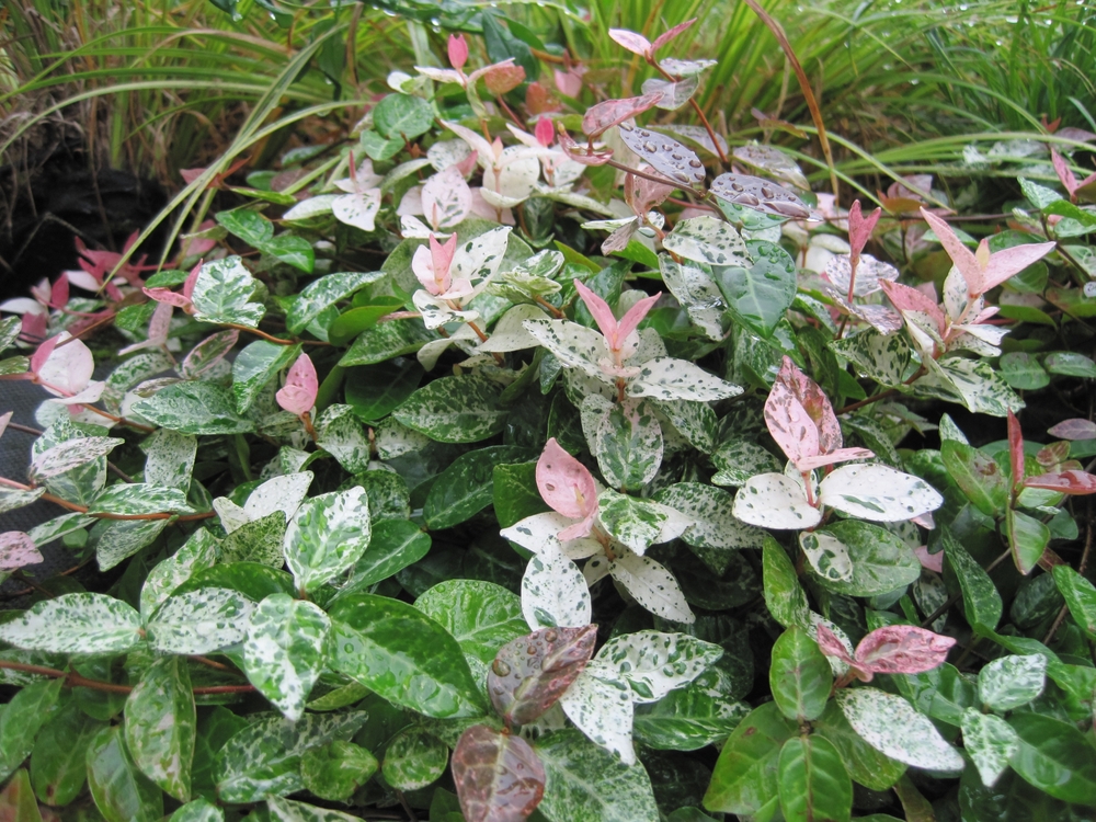 Japanese star jasmine after rain.Taken in Tokyo.