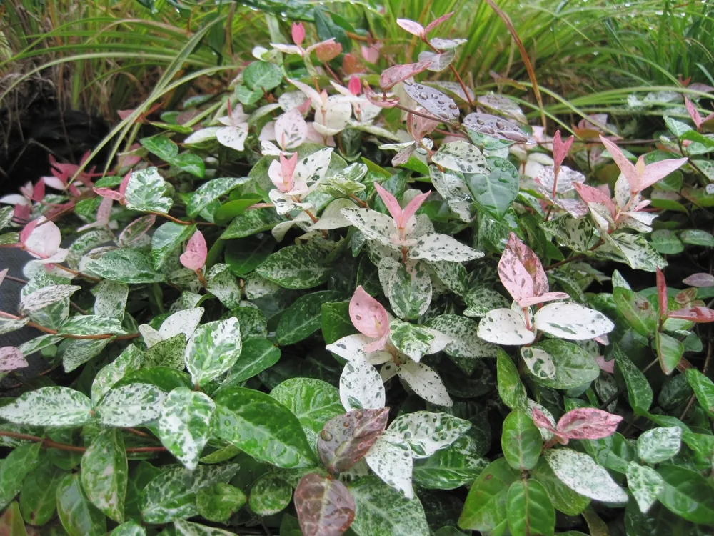Japanese star jasmine after rain.Taken in Tokyo.