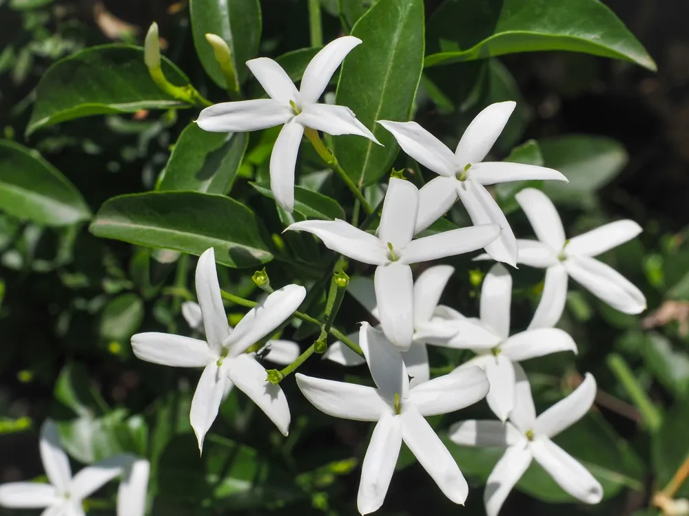 Jasminum tortuosum or common Jasmine, pure white flowers, close up. White jasmine is a vigorous, twining deciduous climber, intense fragrance and flowering plant in the olive family Oleaceae.