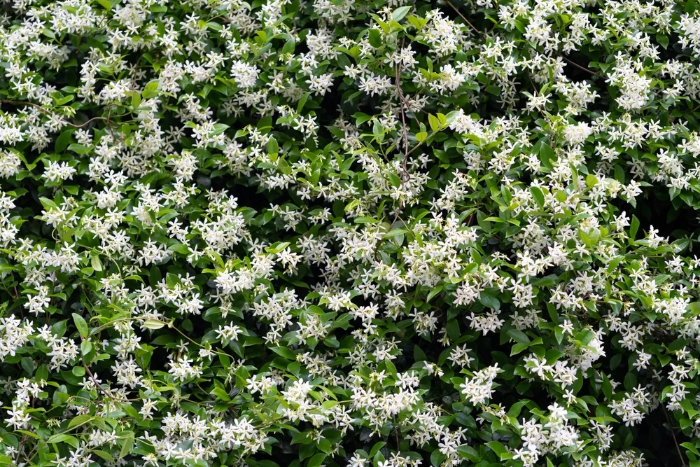 Bushes of blooming scented Jasminum officinale. Common jasmine during flowering in spring.
