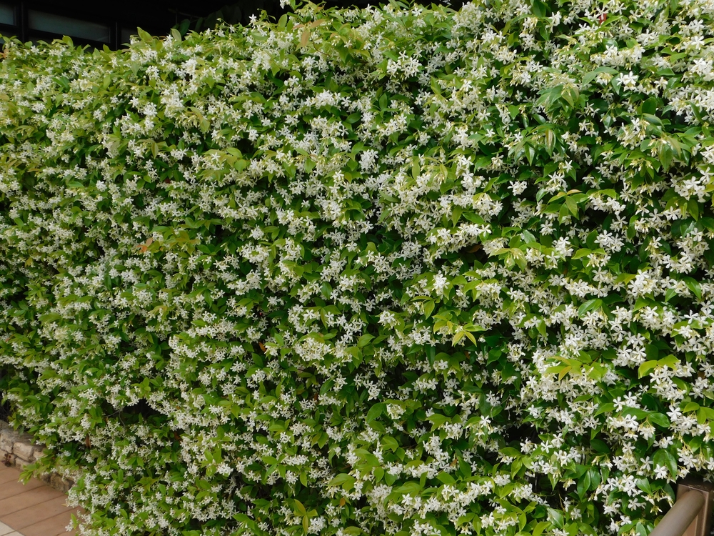 Blossoming star jasmine, or Rhynchospermum jasminoides, hedge