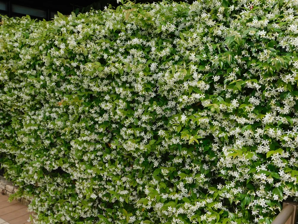 Blossoming star jasmine, or Rhynchospermum jasminoides, hedge