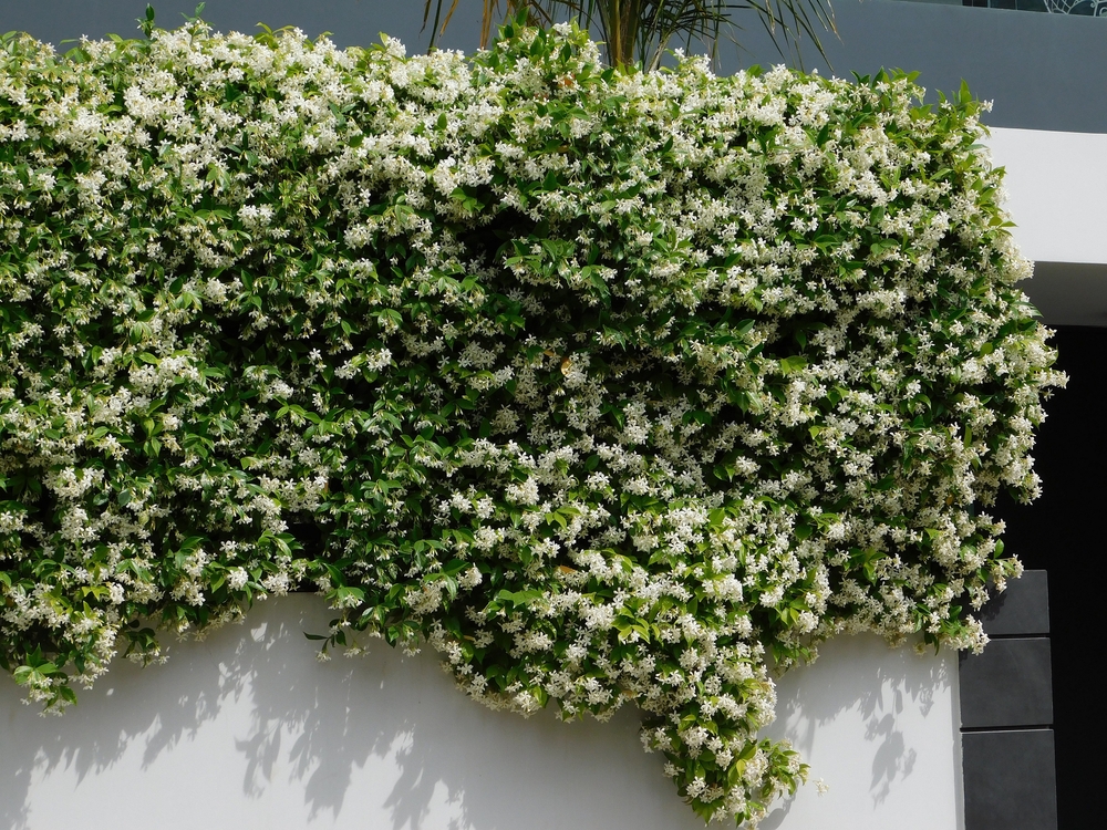 Southern or star jasmine, in full bloom, covering a wall