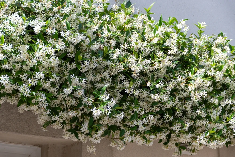 Botanical collection of medicinal and climbing plants, Jasminum officinale, jasmine plant in blossom, Provence, France. White flowers background.
