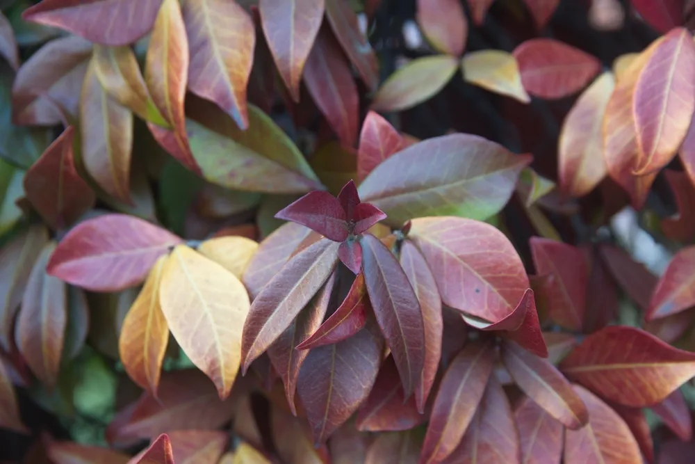 Colorful winter foliage of confederate jasmine, southern jasmine,Chinese star jasmine - Trachelospermum jasminoides is a species of flowering plant, native to to Asia Japan, Korea, China