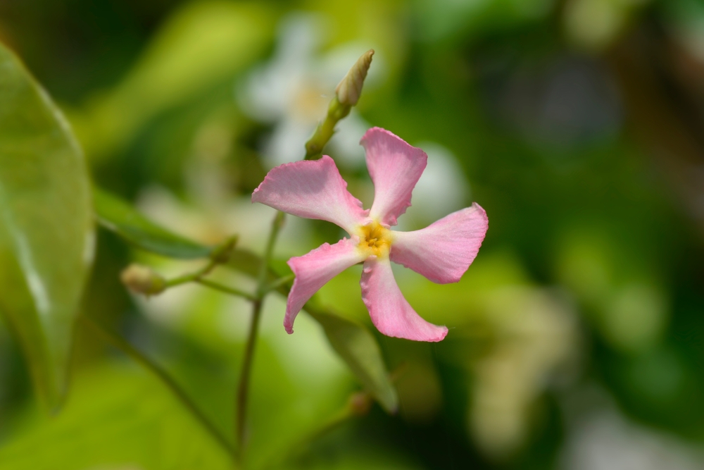 Star jasmine pink flower - Latin name - Trachelospermum jasminoides Star of Sicily