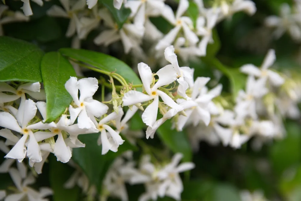 Chinese star jasmine - Trachelospermum jasminoides in bloom Confederate jasmine, southern jasmine, flowering plant, native to to Asia Japan, Korea, China