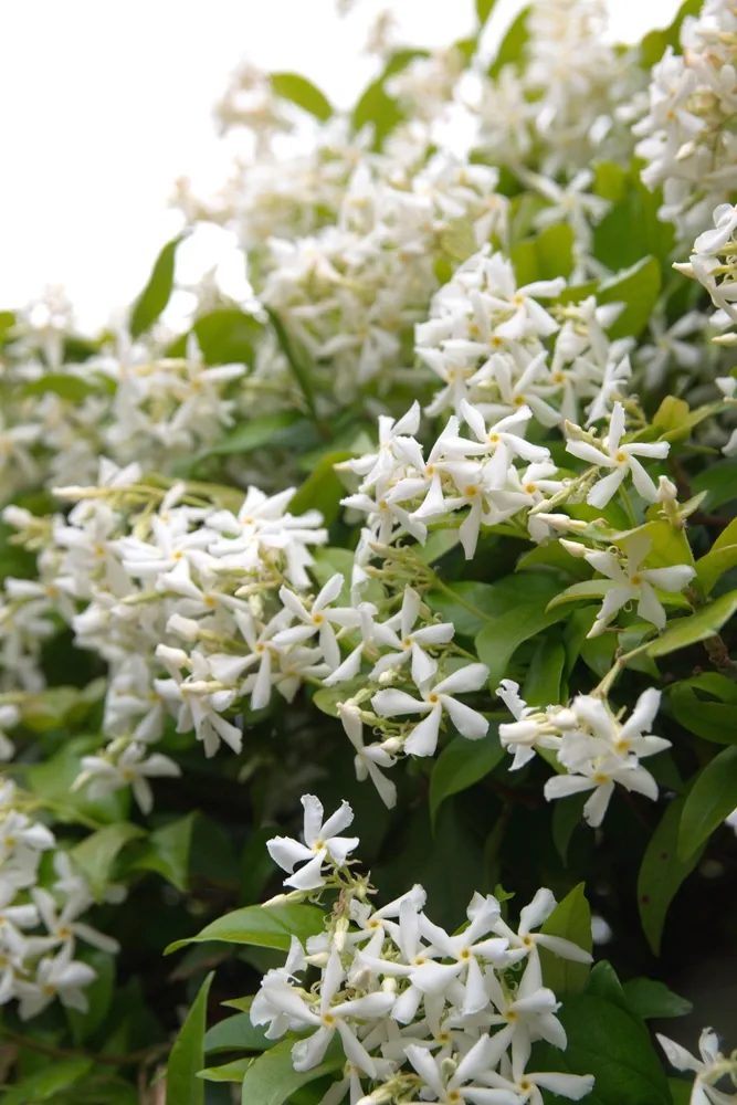 Chinese star jasmine - Trachelospermum jasminoides in bloom Confederate jasmine, southern jasmine, flowering plant, native to to Asia Japan, Korea, China