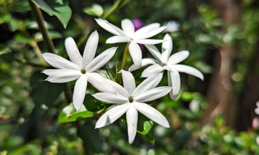star jasmine flower.Blooming star jasmine flowers with green leaves background