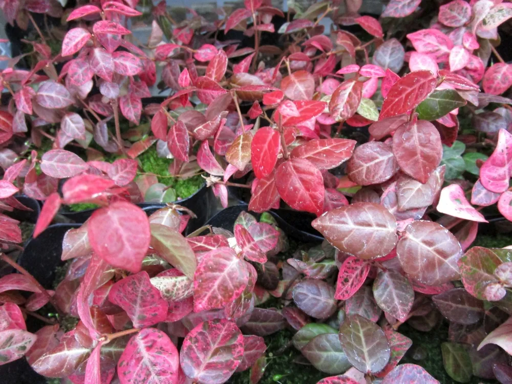 Close-up of the leaves of Japanese star jasmine