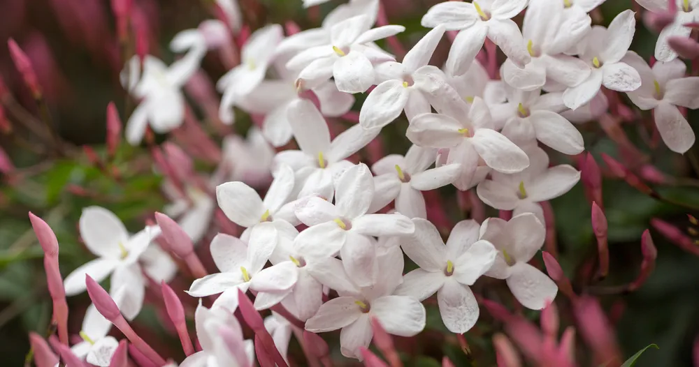 Pink Jasmine (aka White Jasmine) Jasminum polyanthum, in bloom. Santa Clara County, California, USA.