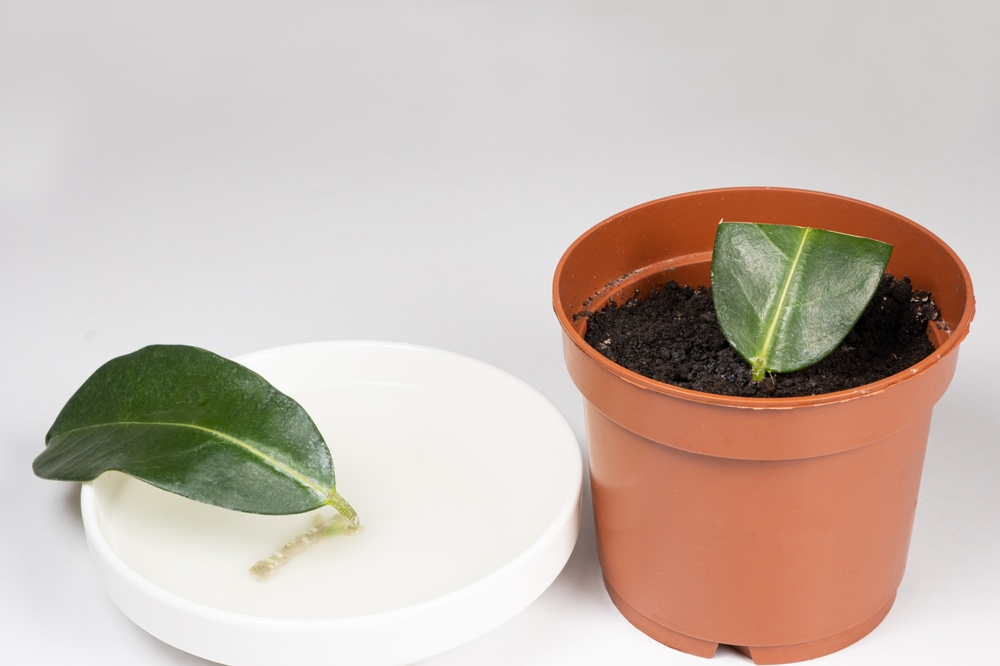 Propagation by cuttings of jasmine - the cuttings are planted in the ground and soaked in water with a root growth stimulator