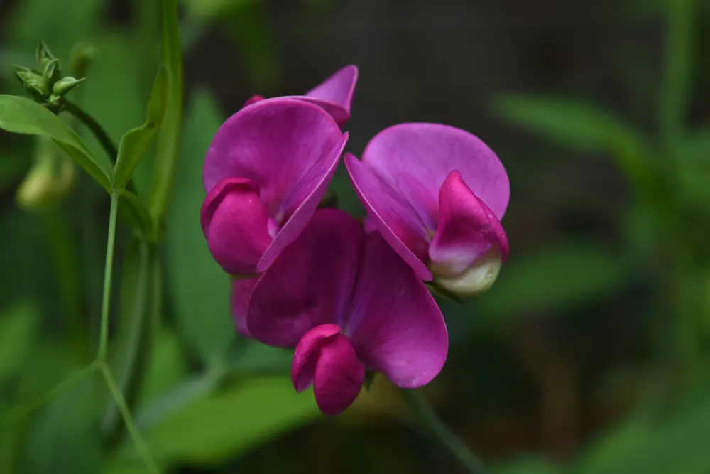 Gorgeous blooming hot pink sweet pea flowers in a garden.