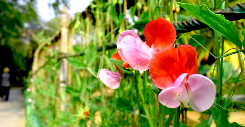 Close up of sweet pea vine with thin ropes on bamboo