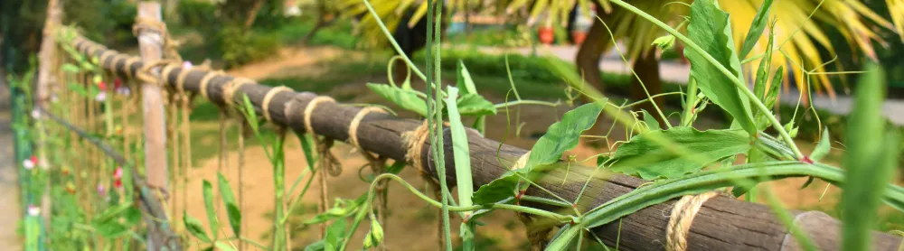 Close up of sweet pea vine with thin ropes on bamboo