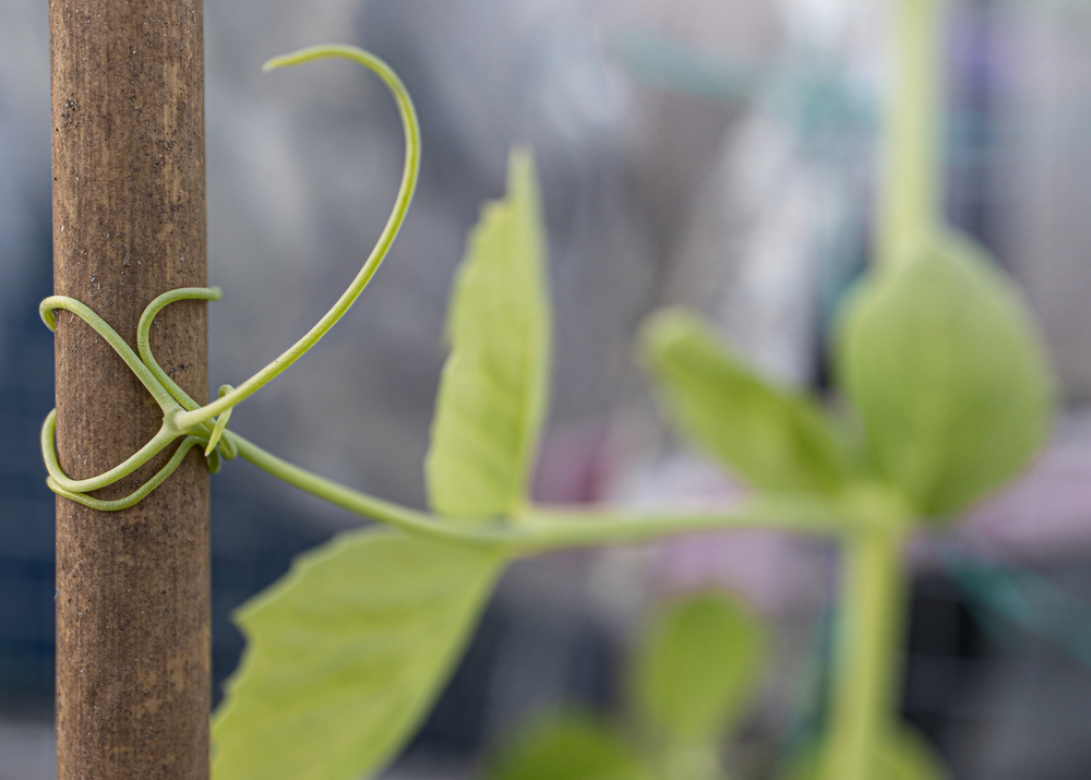 Climbing pea vine wrapped around a bamboo pole. Close up of Sugar Pea plant started from seed. Bamboo trellis and soft green trellis mesh to climb. Tendrils of pea shoots visible. Bokeh background.
