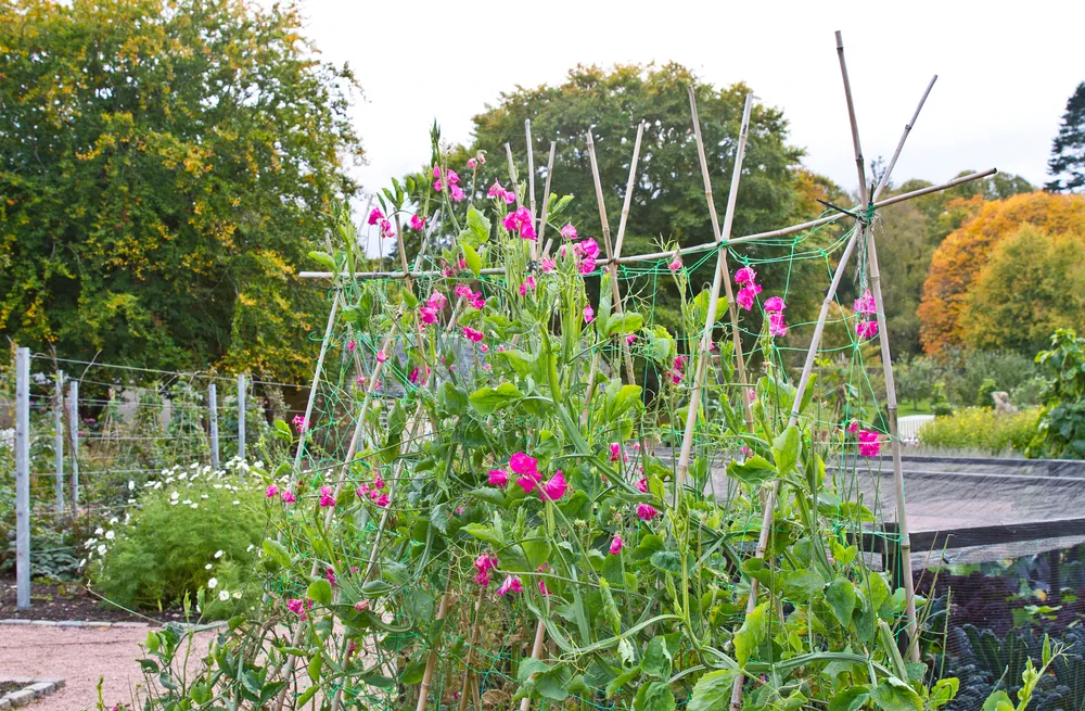 Sweet peas grown in Wigwams or Obelisk. Growing sweet peas require good support.