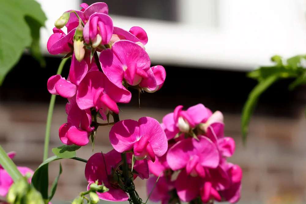 flowers of young pink peas grow among the greenery on a sunny summer day against the backdrop of the house. plants in the garden. side view