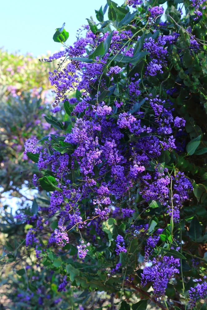 Purple coral pea climbing vine (hardenbergia violacea)