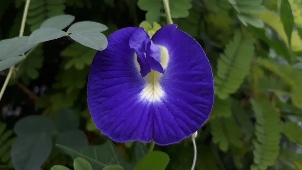 Telang flower (Clitoria ternatea) contains antioxidants that are useful to help protect cells and reduce oxidative stress that can lead to premature aging and other chronic diseases