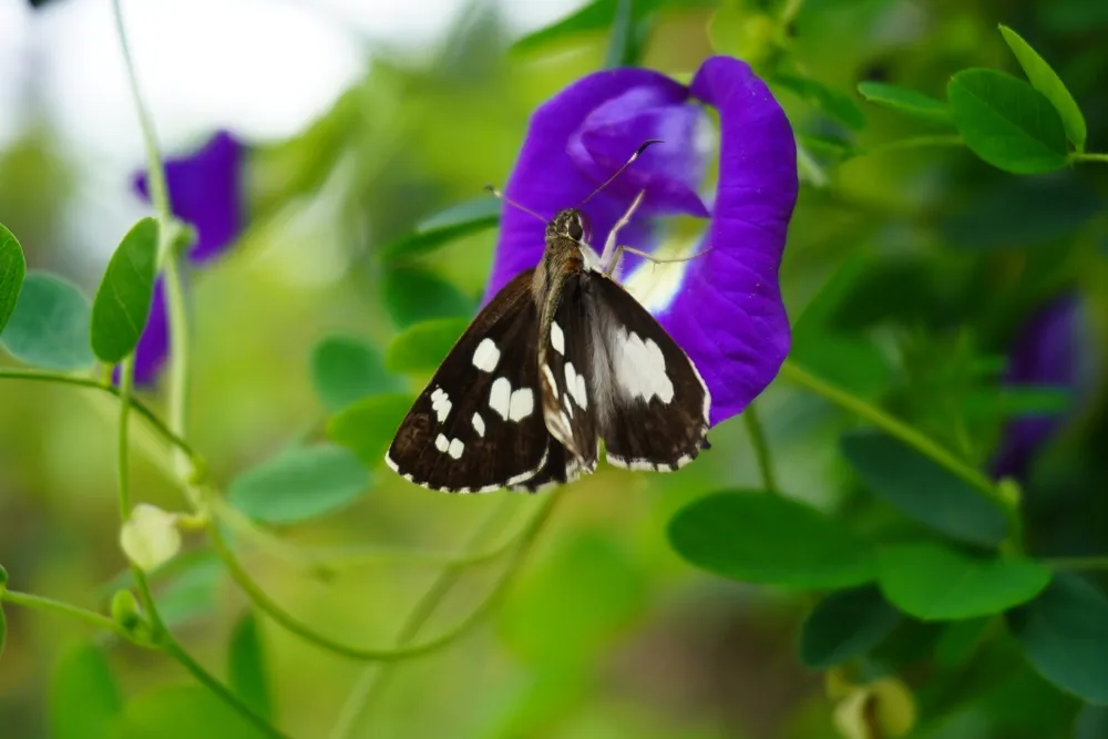 A butterfly perched on the flower of Clitoria ternatea. This species is a vine and a member of the legume tribe originating from tropical Asia.