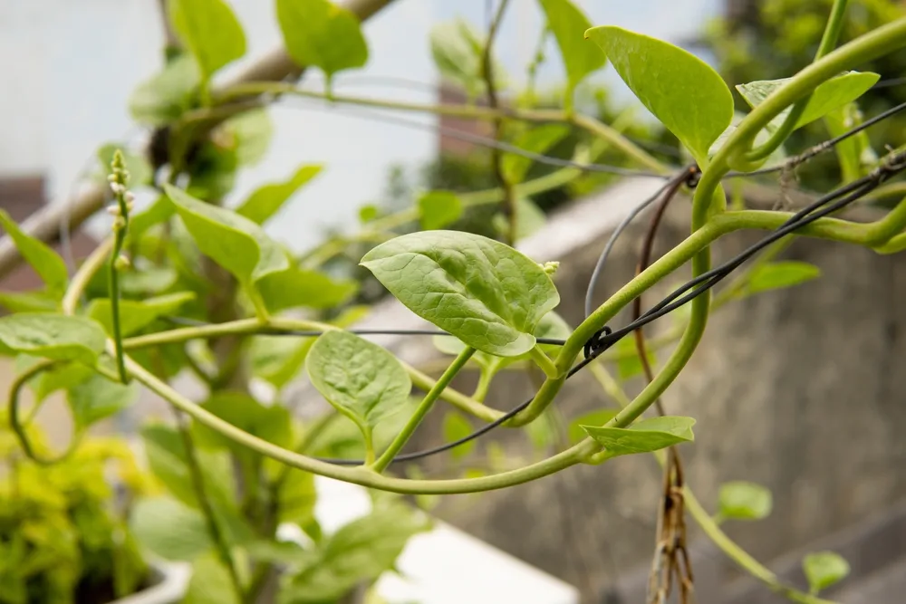 Malabar spinach in the morning on the terrace