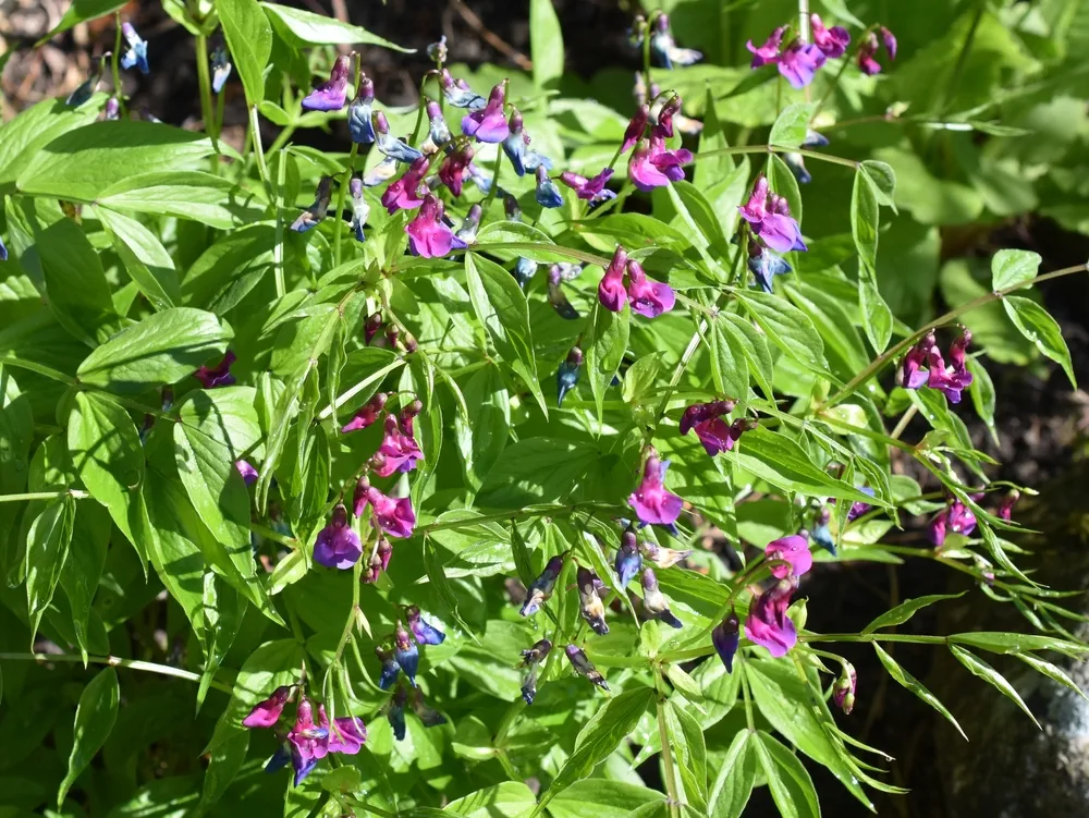 Purple and blue flowers on a Lathyrus vernus spring pea plant