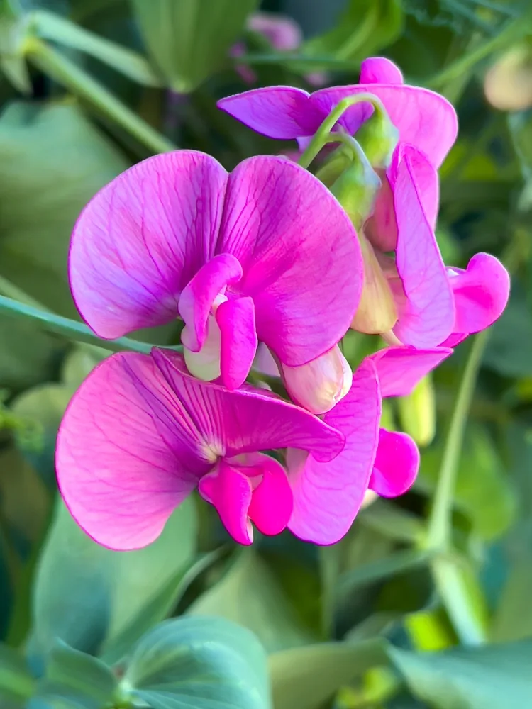 Pretty pink sweet pea flowers. Summer flowers in the garden.