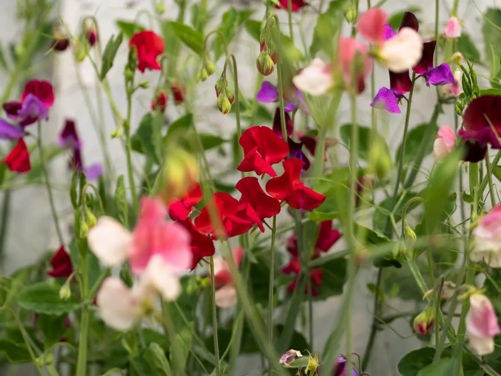 Rawalpindi, Punjab- Pakistan- February 2023: Sweet pea vine in full bloom