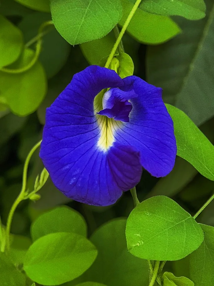 Clitoria ternatea, commonly known as Asian pigeonwings, bluebellvine, blue pea, butterfly pea, cordofan pea or Darwin pea is a plant species belonging to the family Fabaceae. Bunga Telang
