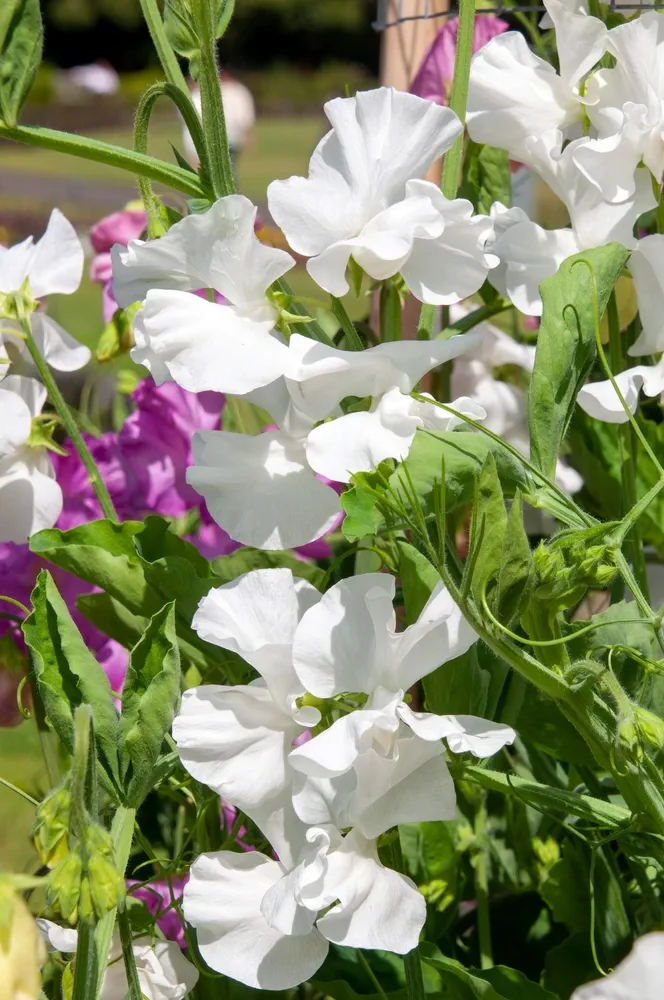 Sydney Australia, white flowering lathyrus odoratus or sweet pea native to Sicily, southern Italy and the Aegean Islands