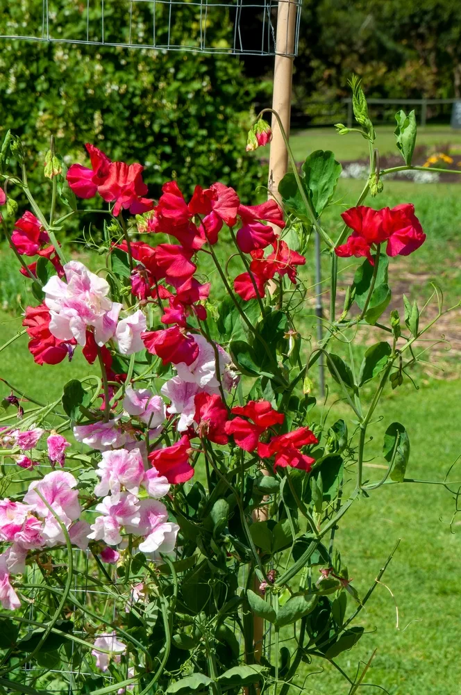 Sydney Australia, pink and red flowering sweet pea on trellis in garden