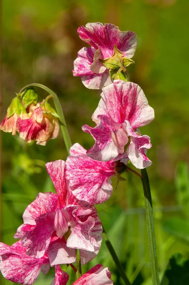 Sydney Australia, varigated flowers of sweet pea native to Sicily, southern Italy and the Aegean Islands